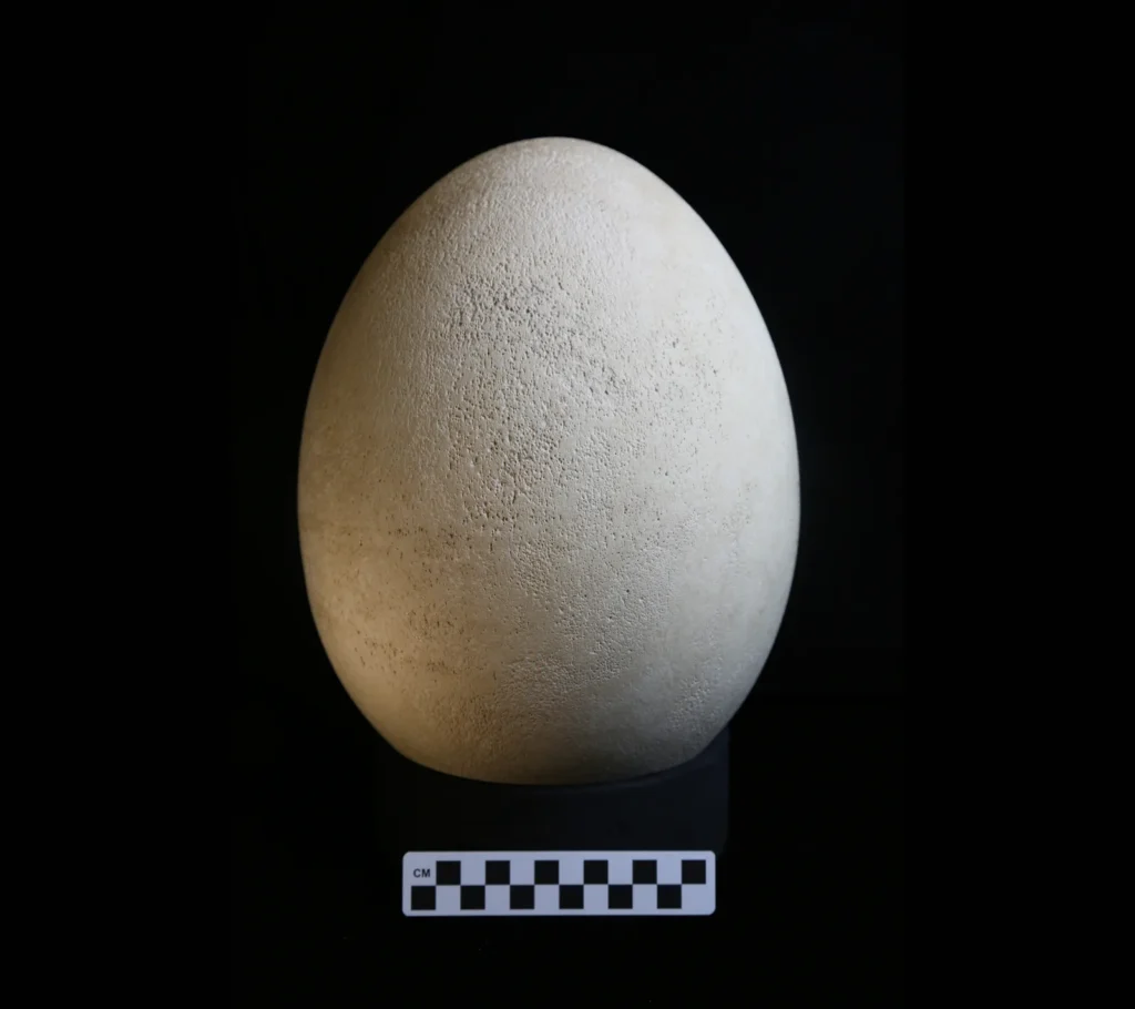 Elephant Bird Egg